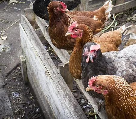 Хостел The Black Sheep Килларни