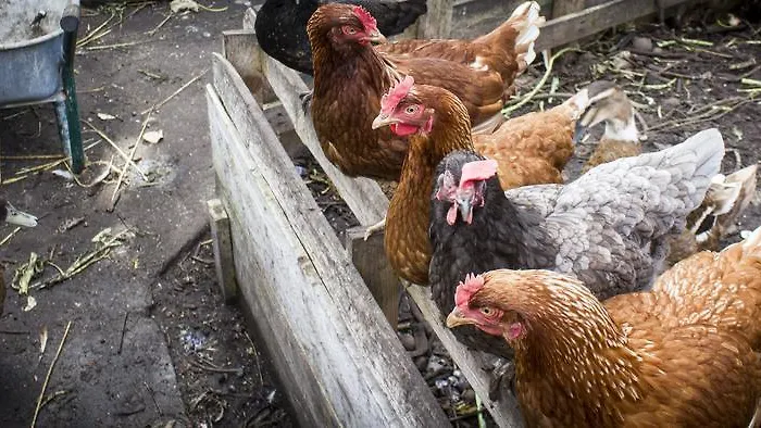 Auberge de jeunesse The Black Sheep Killarney