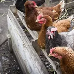 بيت شباب The Black Sheep كيلارني