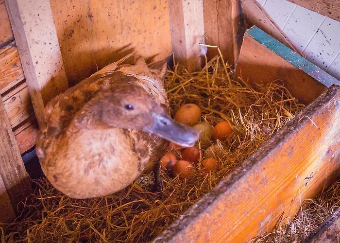 The Black Sheep * Cill Airne